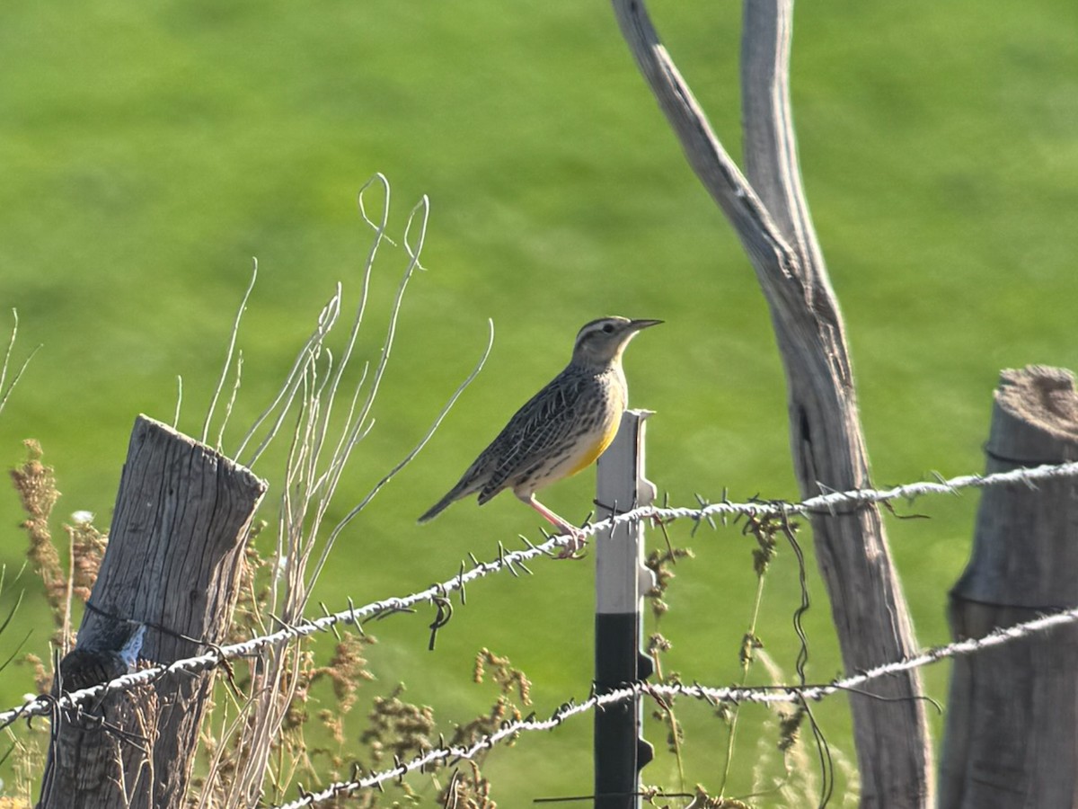 Sturnella meadowlark sp. - ML644343994