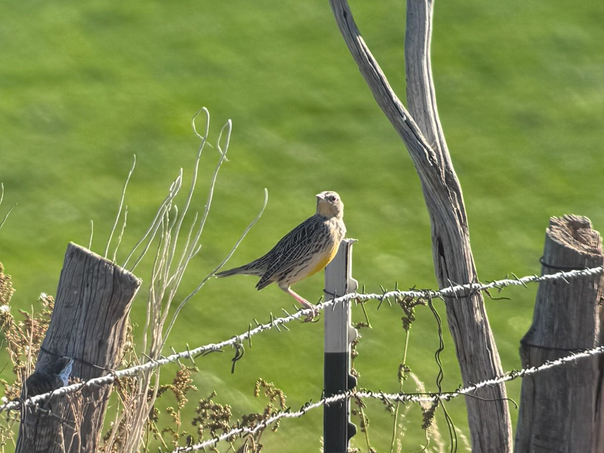 Sturnella meadowlark sp. - ML644343995