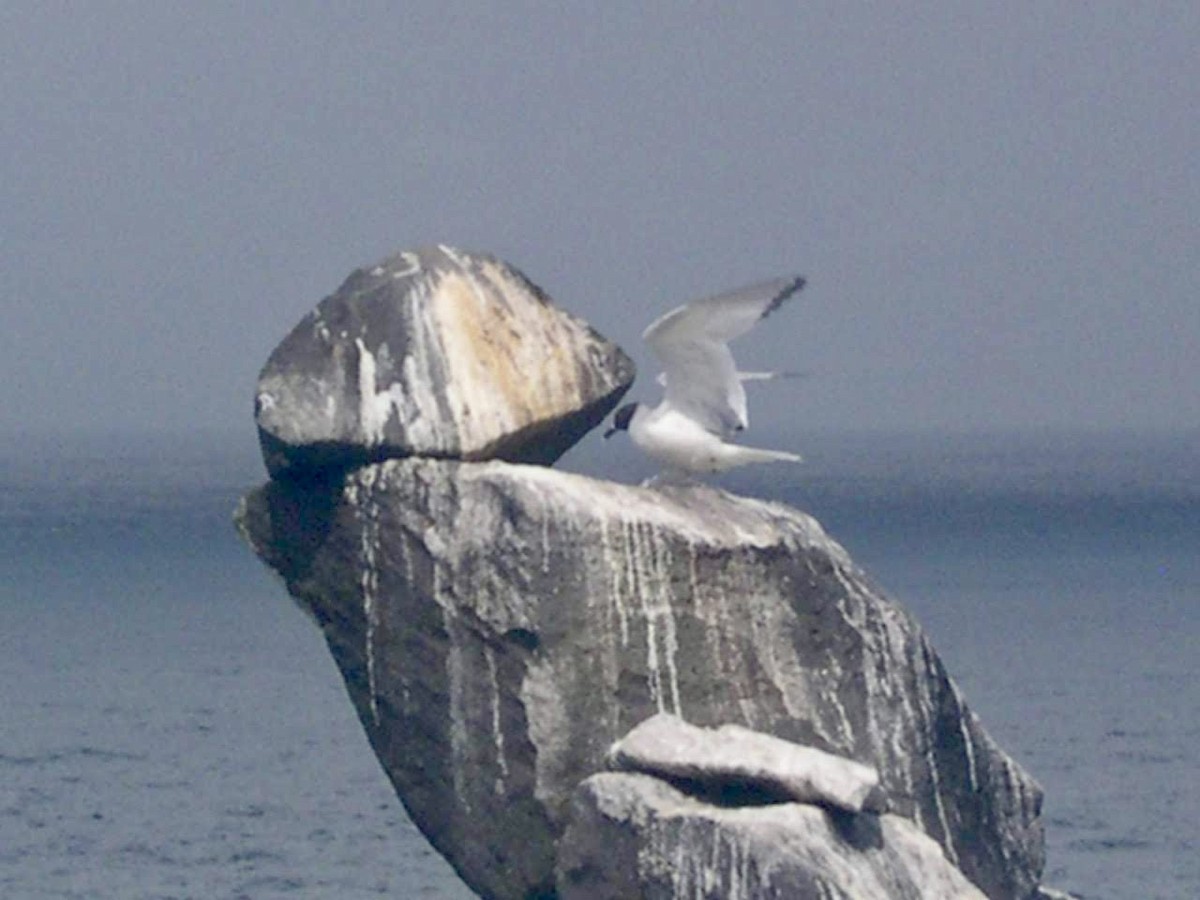 Swallow-tailed Gull - ML644343996