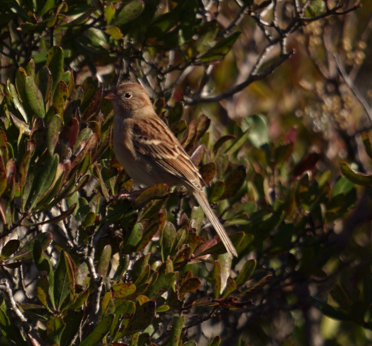 Field Sparrow - ML644343997