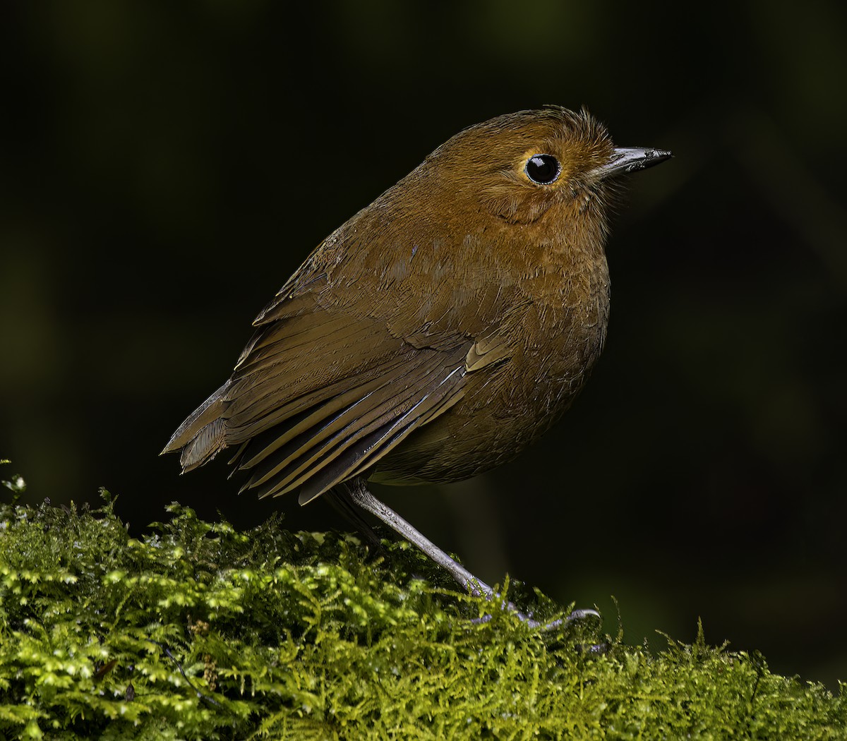 Equatorial Antpitta - ML644343999