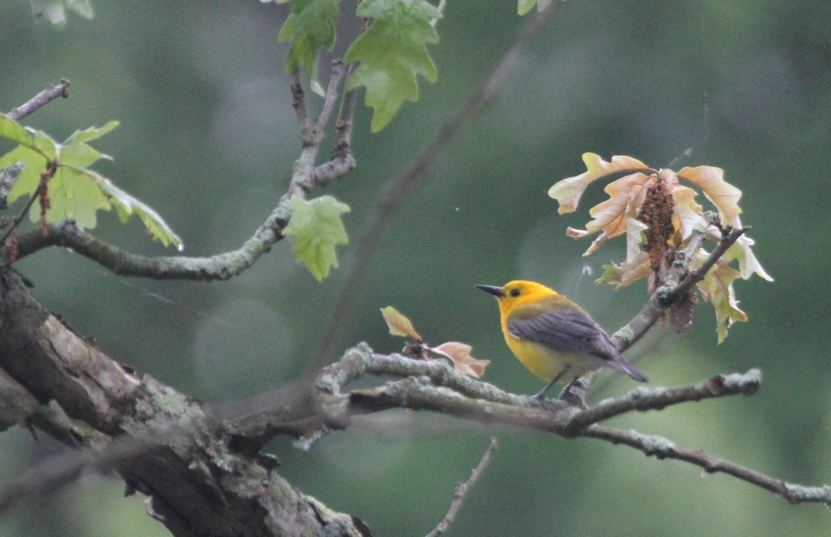 Prothonotary Warbler - ML644344003