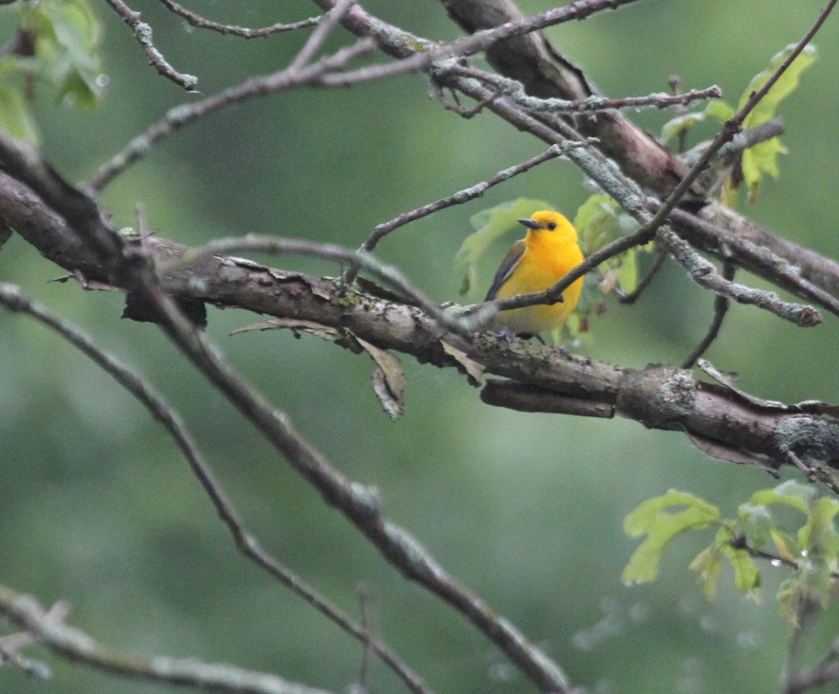 Prothonotary Warbler - ML644344004
