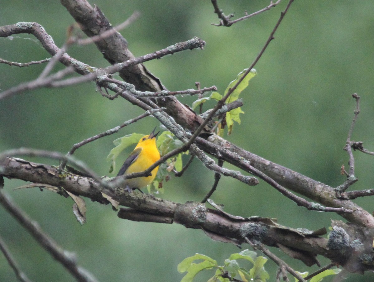 Prothonotary Warbler - ML644344005