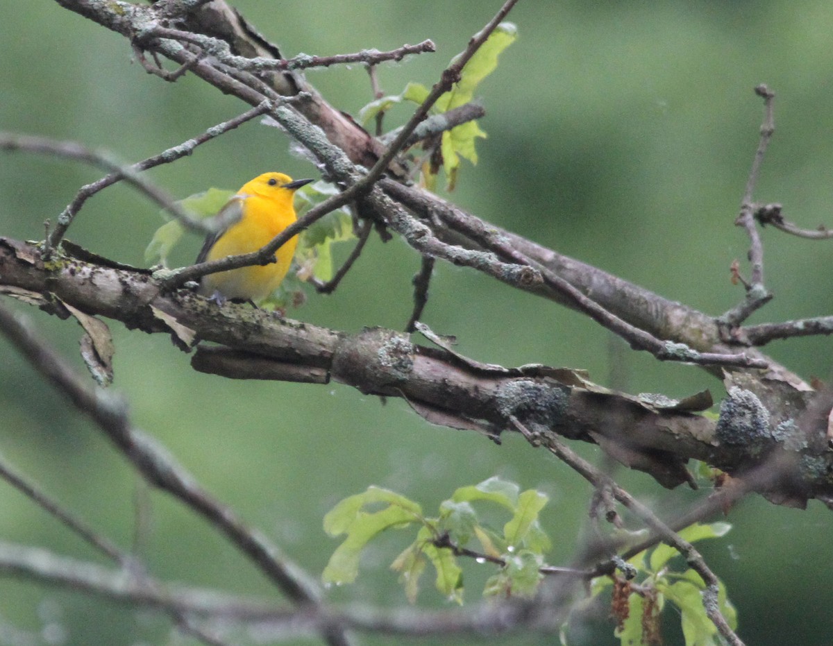Prothonotary Warbler - ML644344006