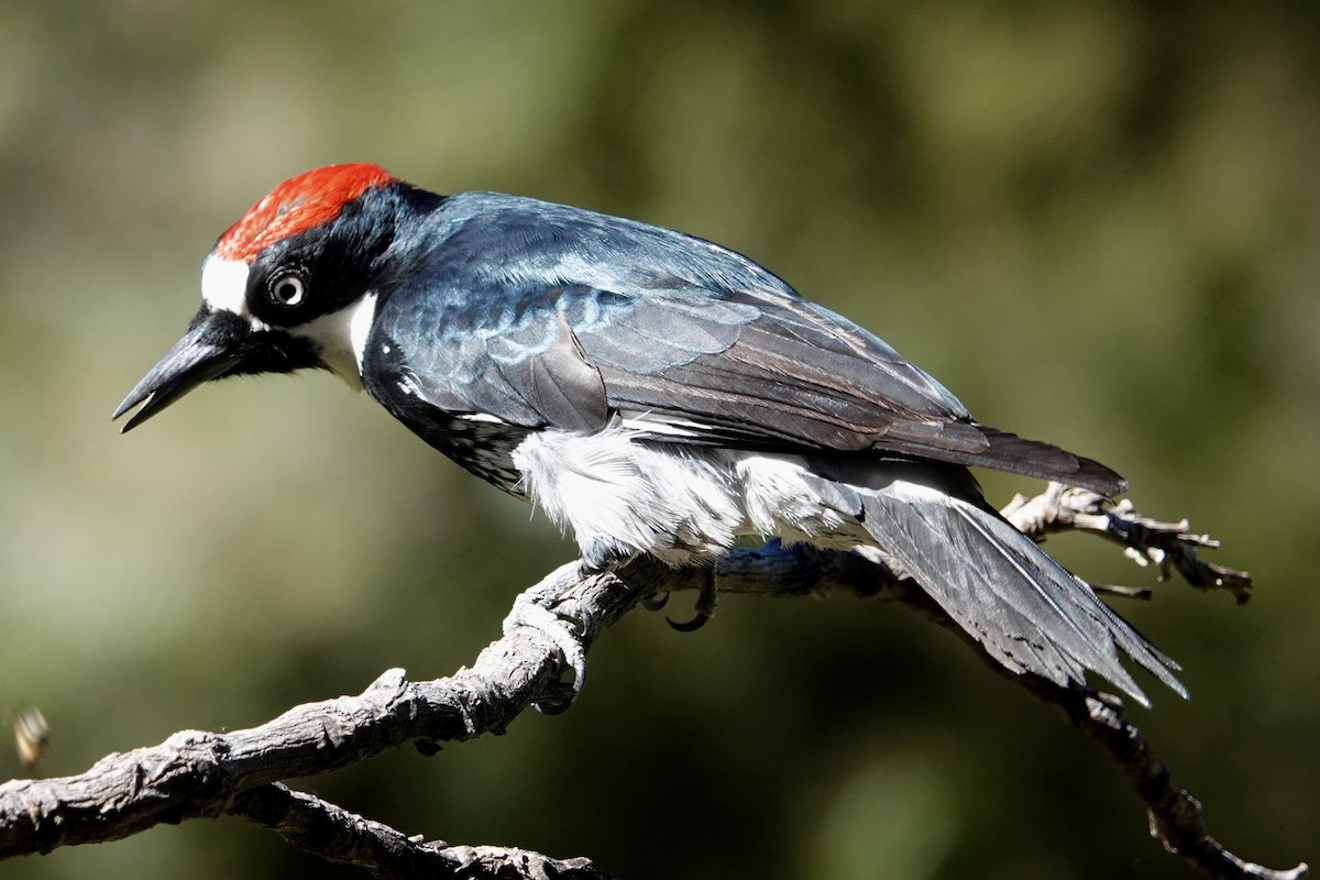 Acorn Woodpecker - ML644344014