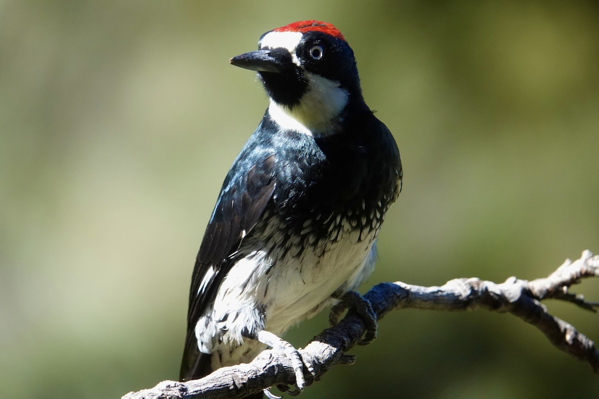 Acorn Woodpecker - ML644344015