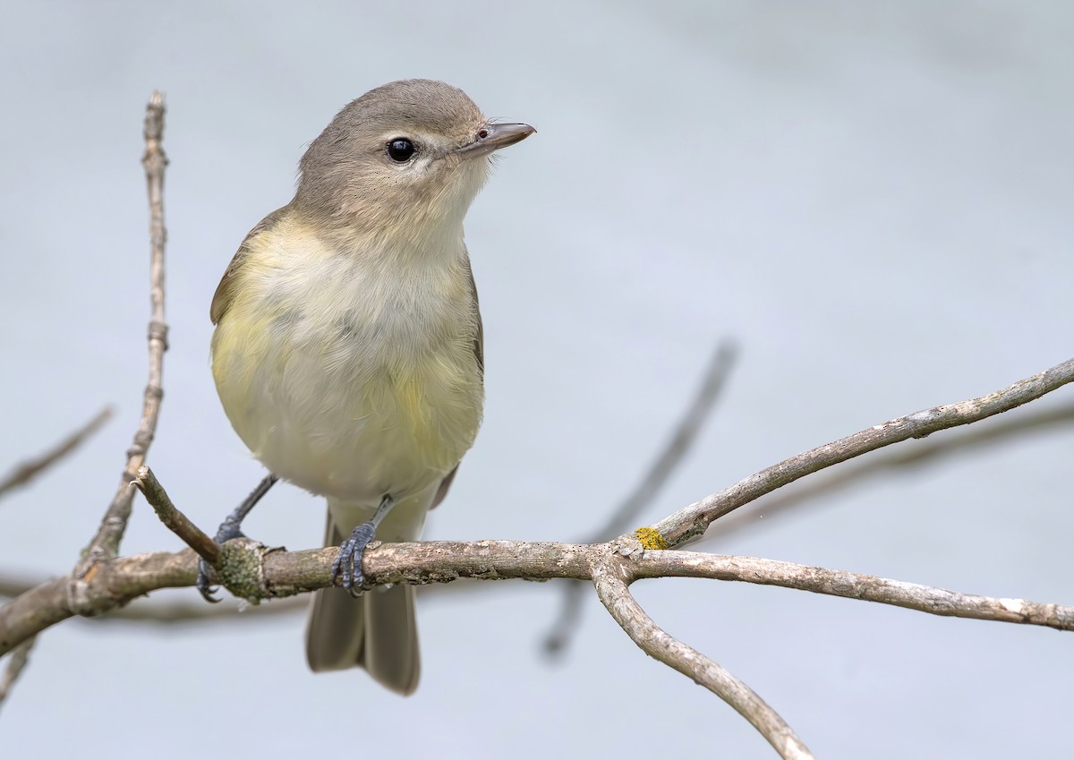 Eastern Warbling Vireo - ML644344017