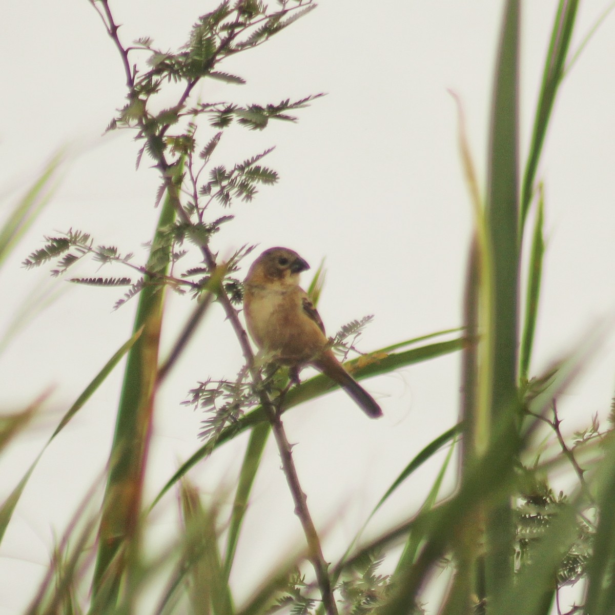 rustnakkefrøeter - ML644344024