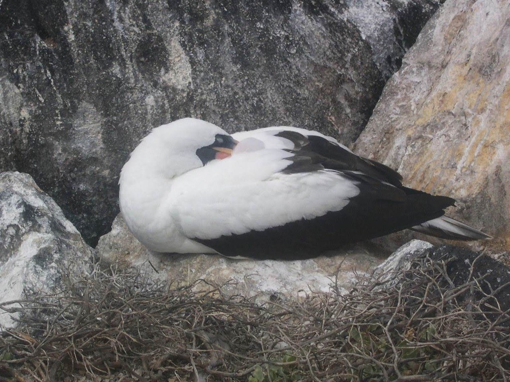 Nazca Booby - ML644344025