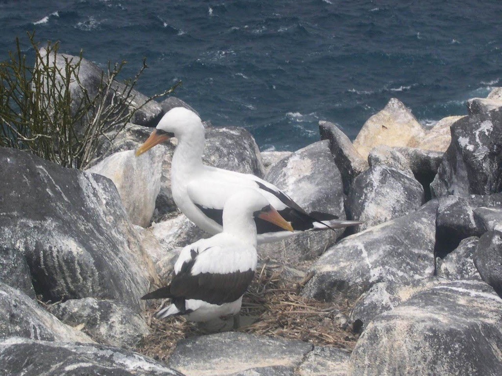 Nazca Booby - ML644344026
