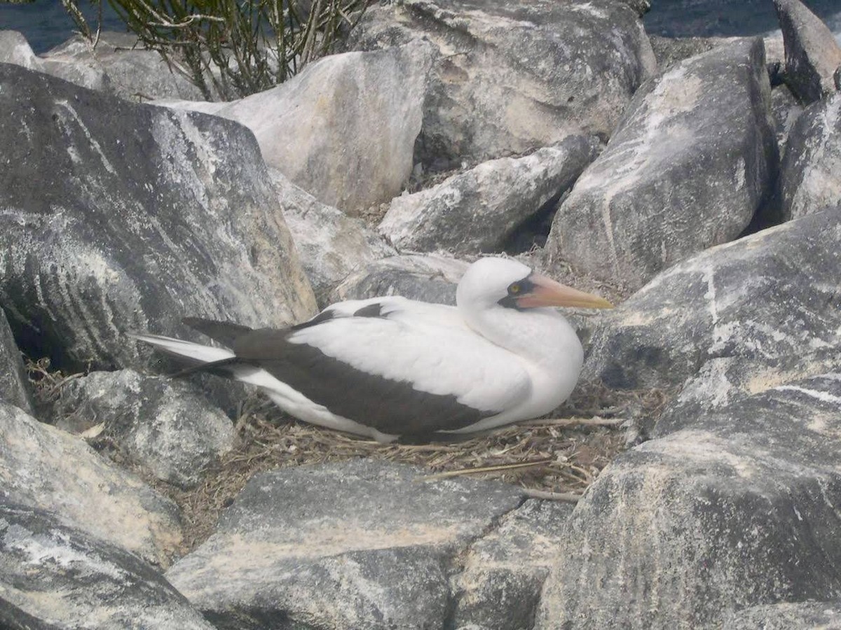 Nazca Booby - ML644344030