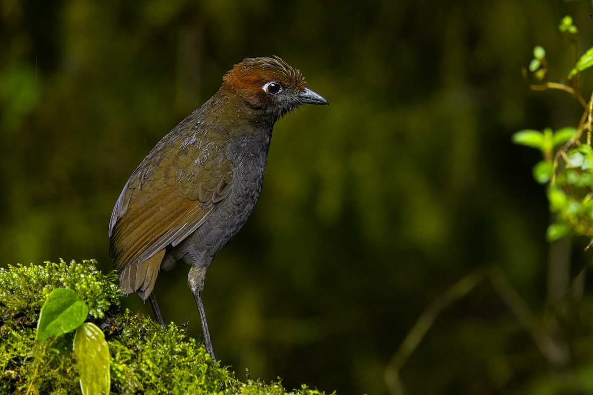 Chestnut-naped Antpitta - ML644344037