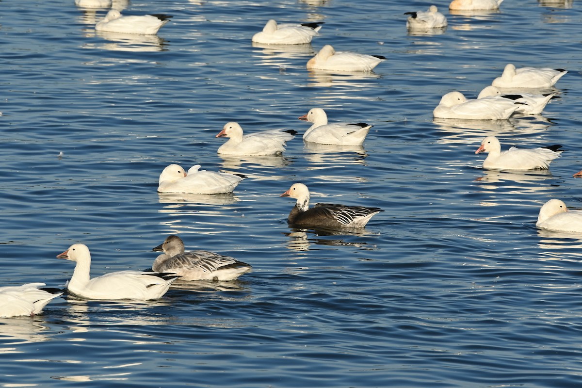 Ánsar Nival - ML644344053