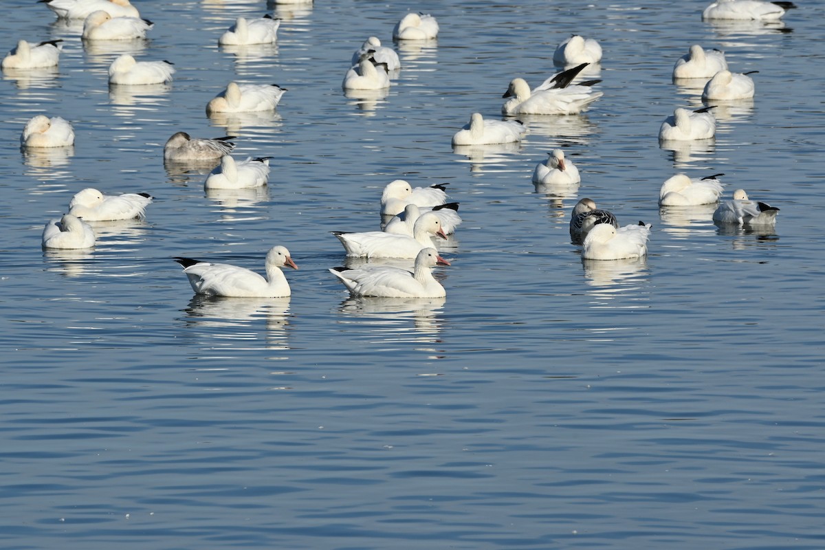 Ánsar Nival - ML644344055