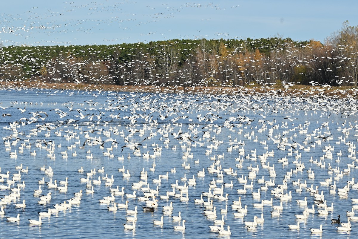 Ánsar Nival - ML644344058