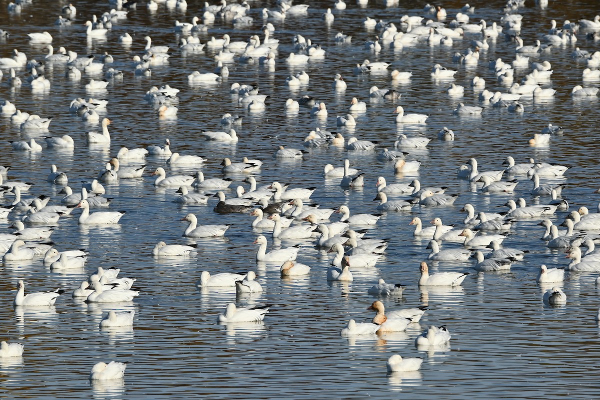 Ánsar Nival - ML644344059