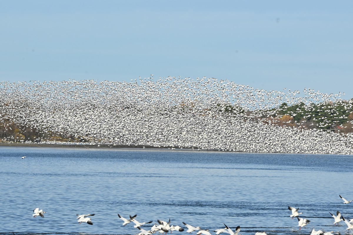 Ánsar Nival - ML644344060