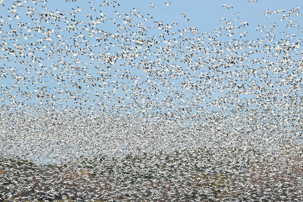 Ánsar Nival - ML644344061