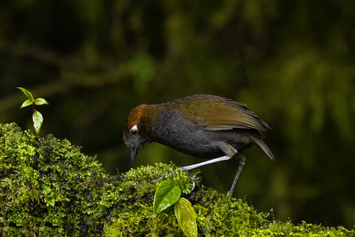 Chestnut-naped Antpitta - ML644344067