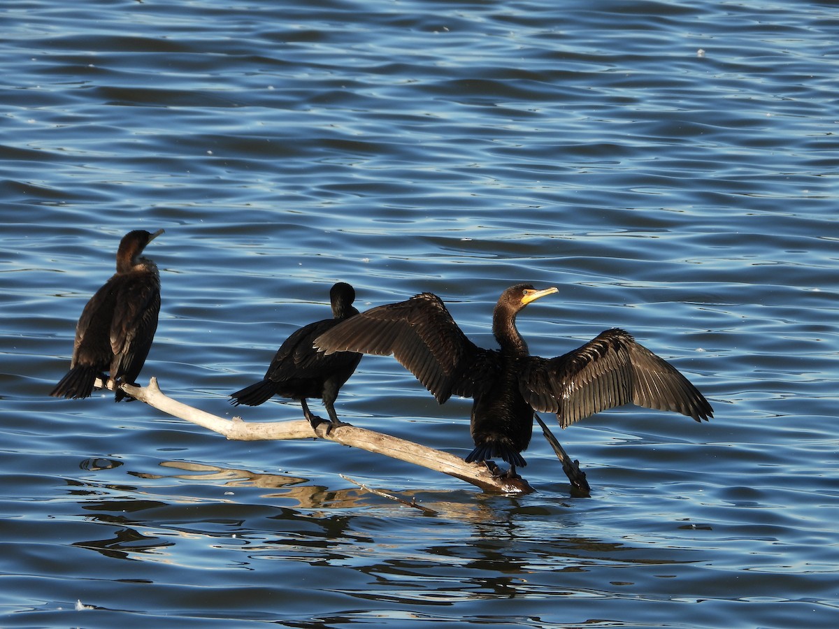 Cormorán Orejudo - ML644344069