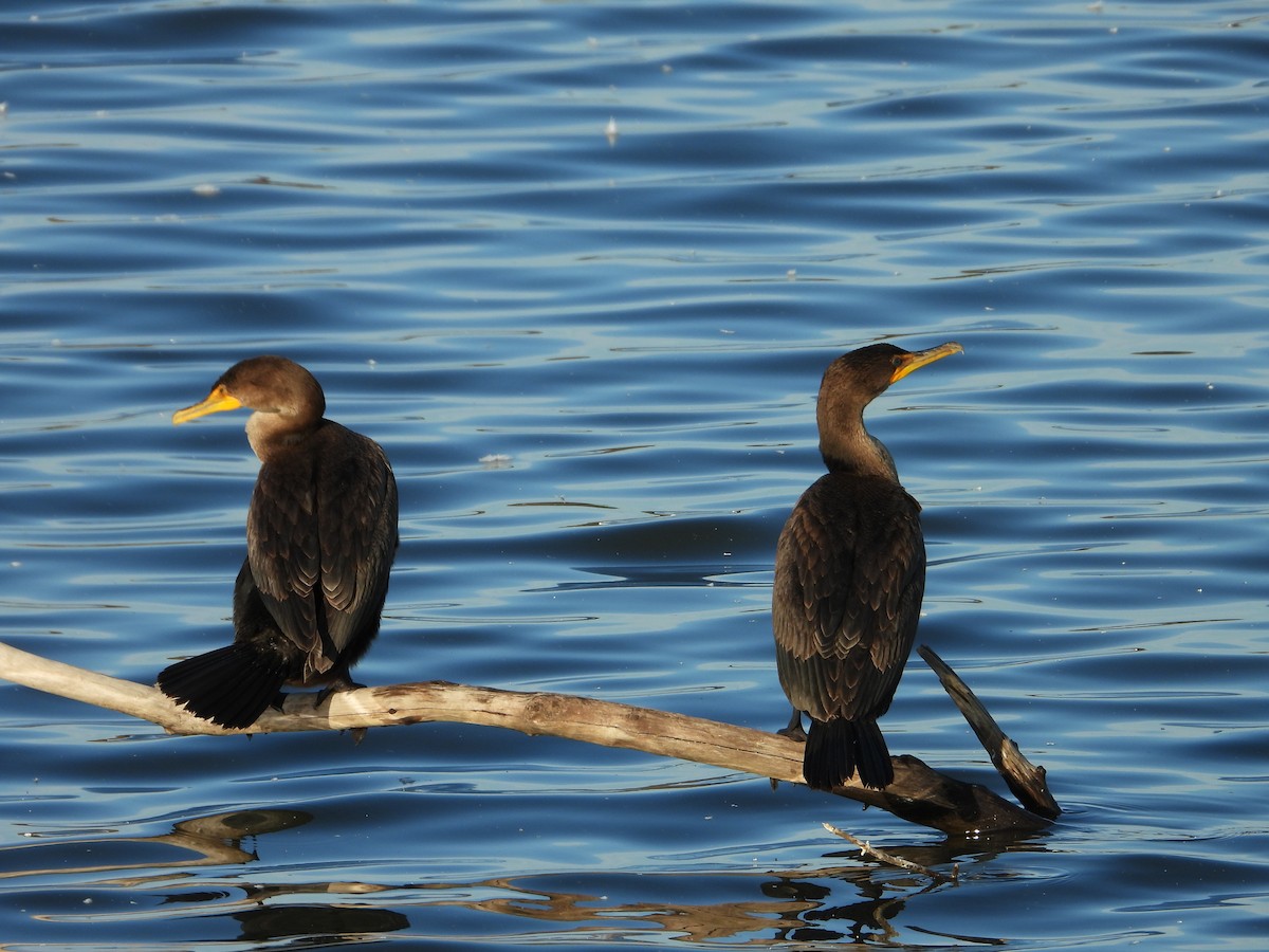 Cormorán Orejudo - ML644344070