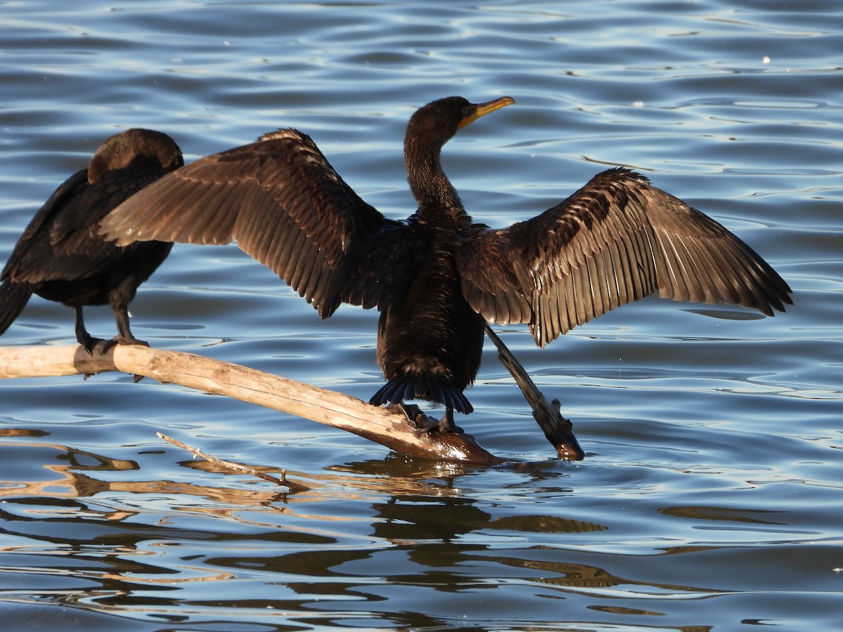 Cormorán Orejudo - ML644344071