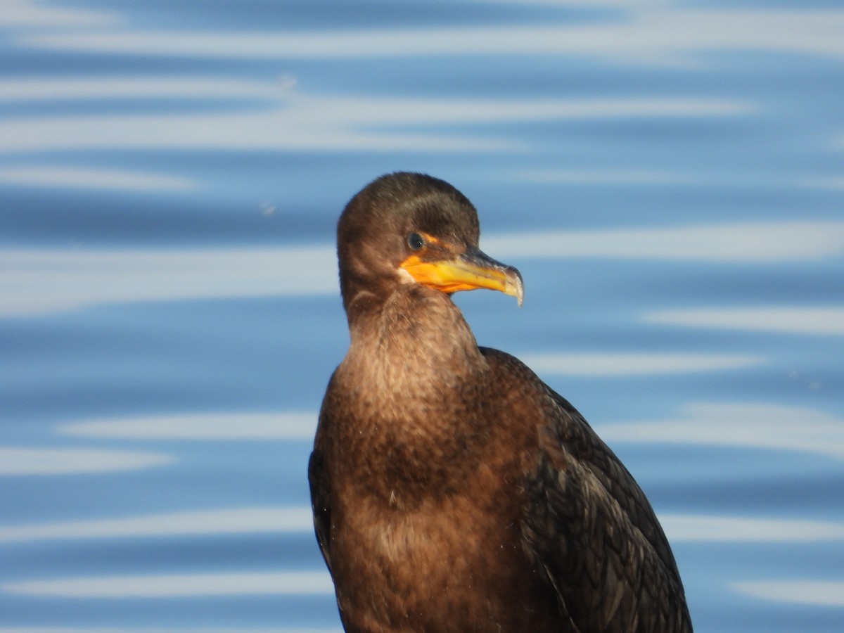 Cormorán Orejudo - ML644344072