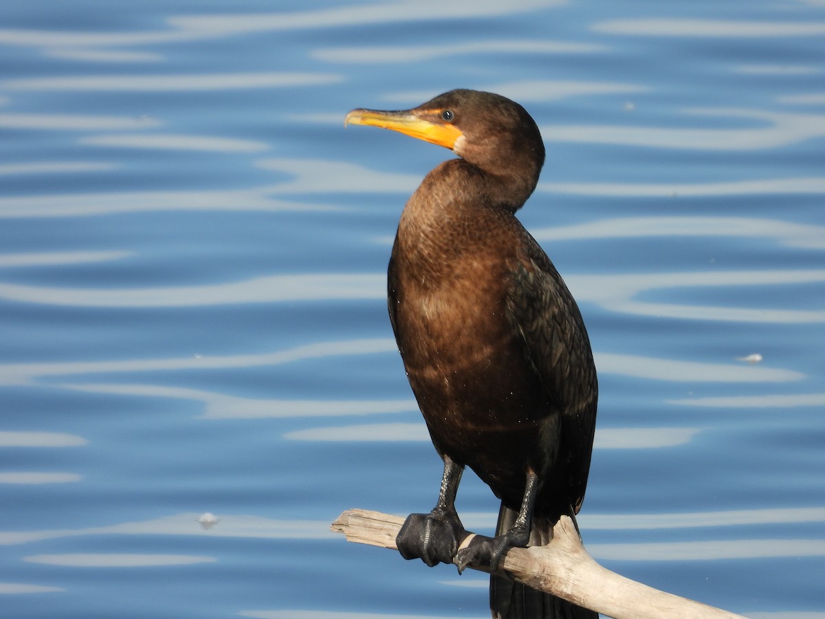 Cormorán Orejudo - ML644344073