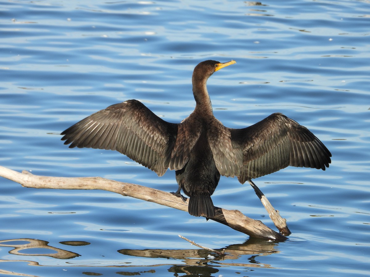 Cormorán Orejudo - ML644344074
