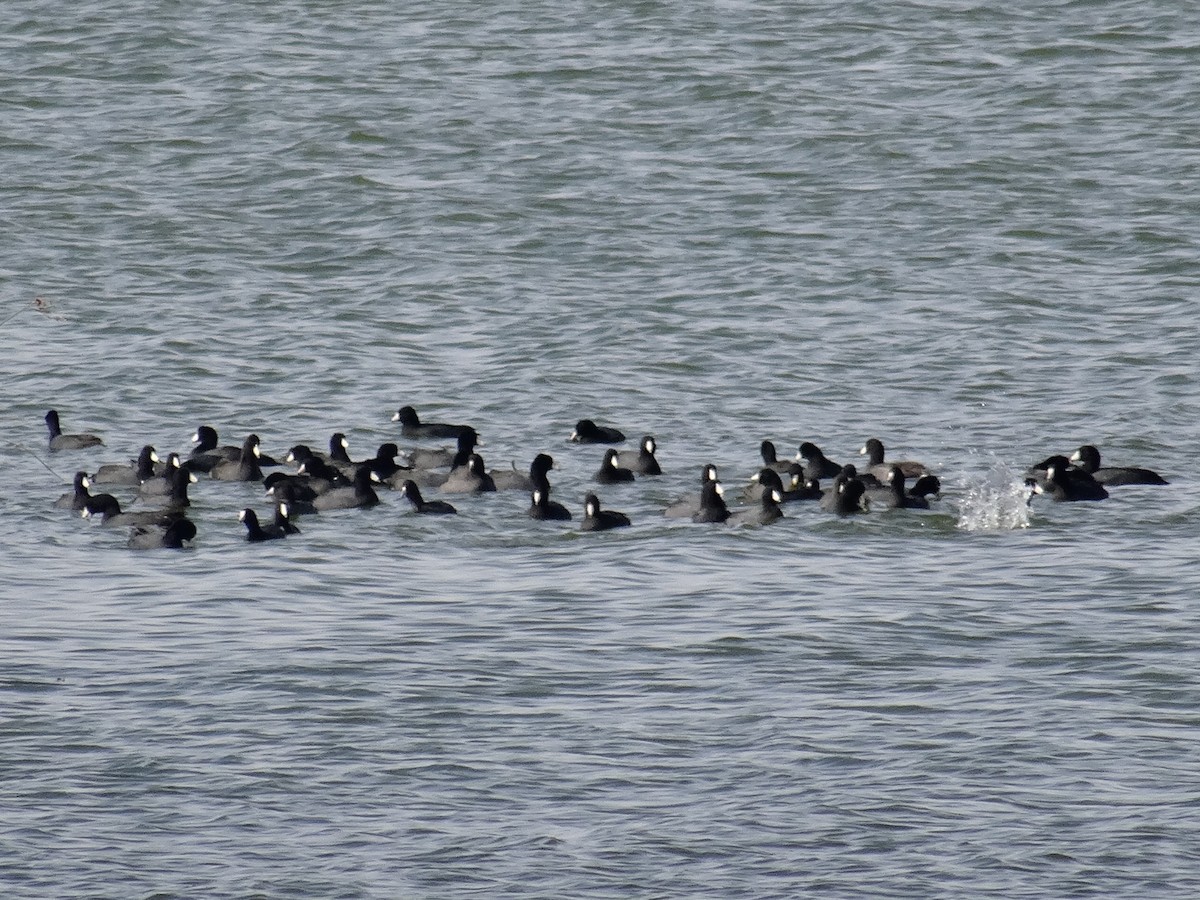 American Coot - ML644344077