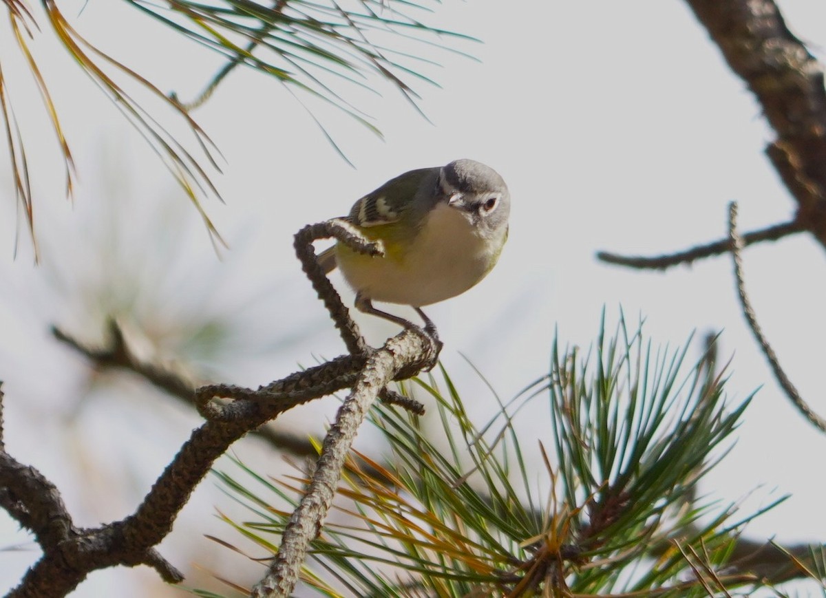 Blue-headed Vireo - ML644344081