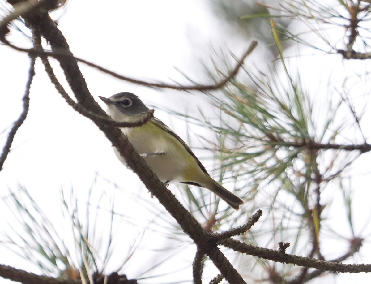 Blue-headed Vireo - ML644344082