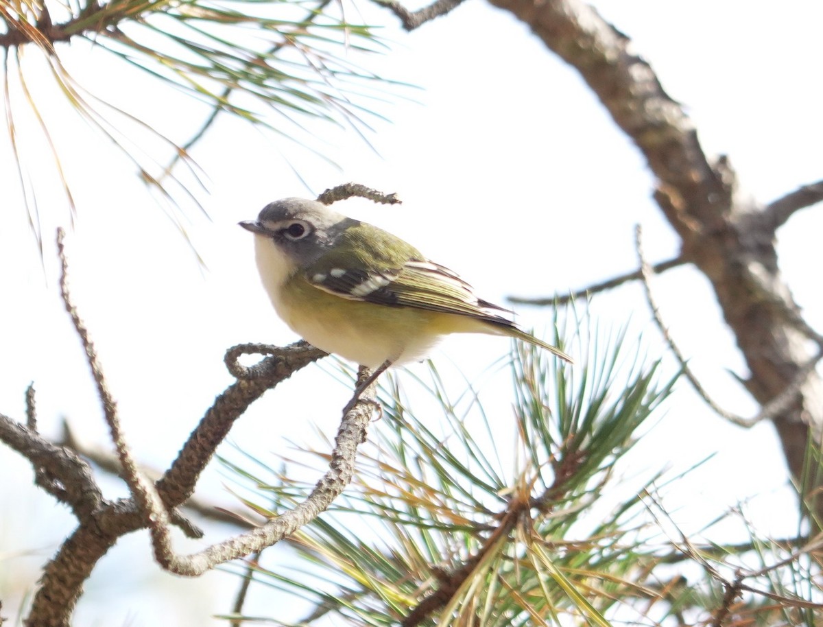 Blue-headed Vireo - ML644344083