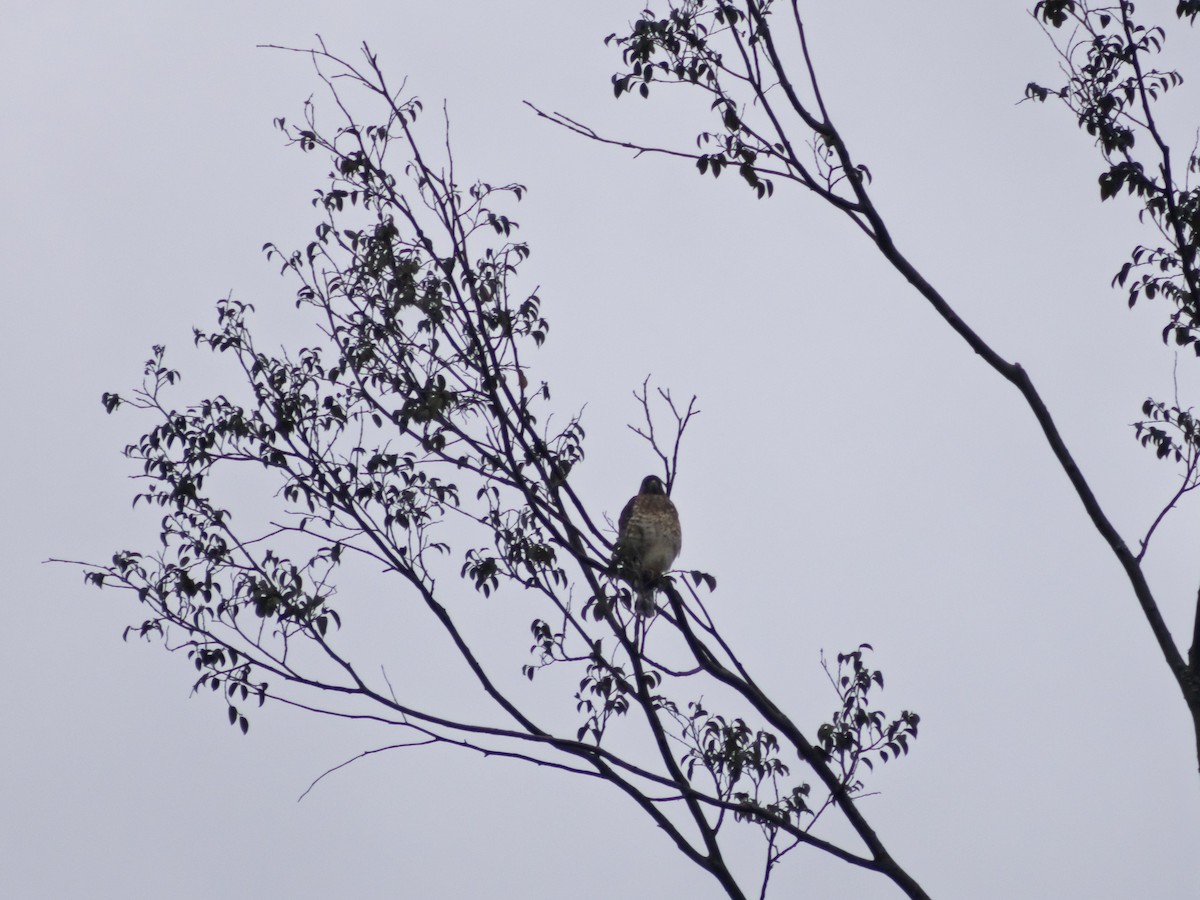 Broad-winged Hawk - ML644344084