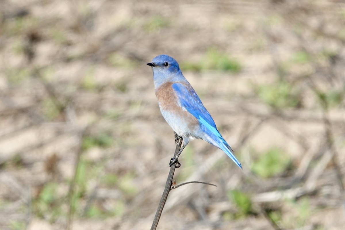 Western Bluebird - ML644344087