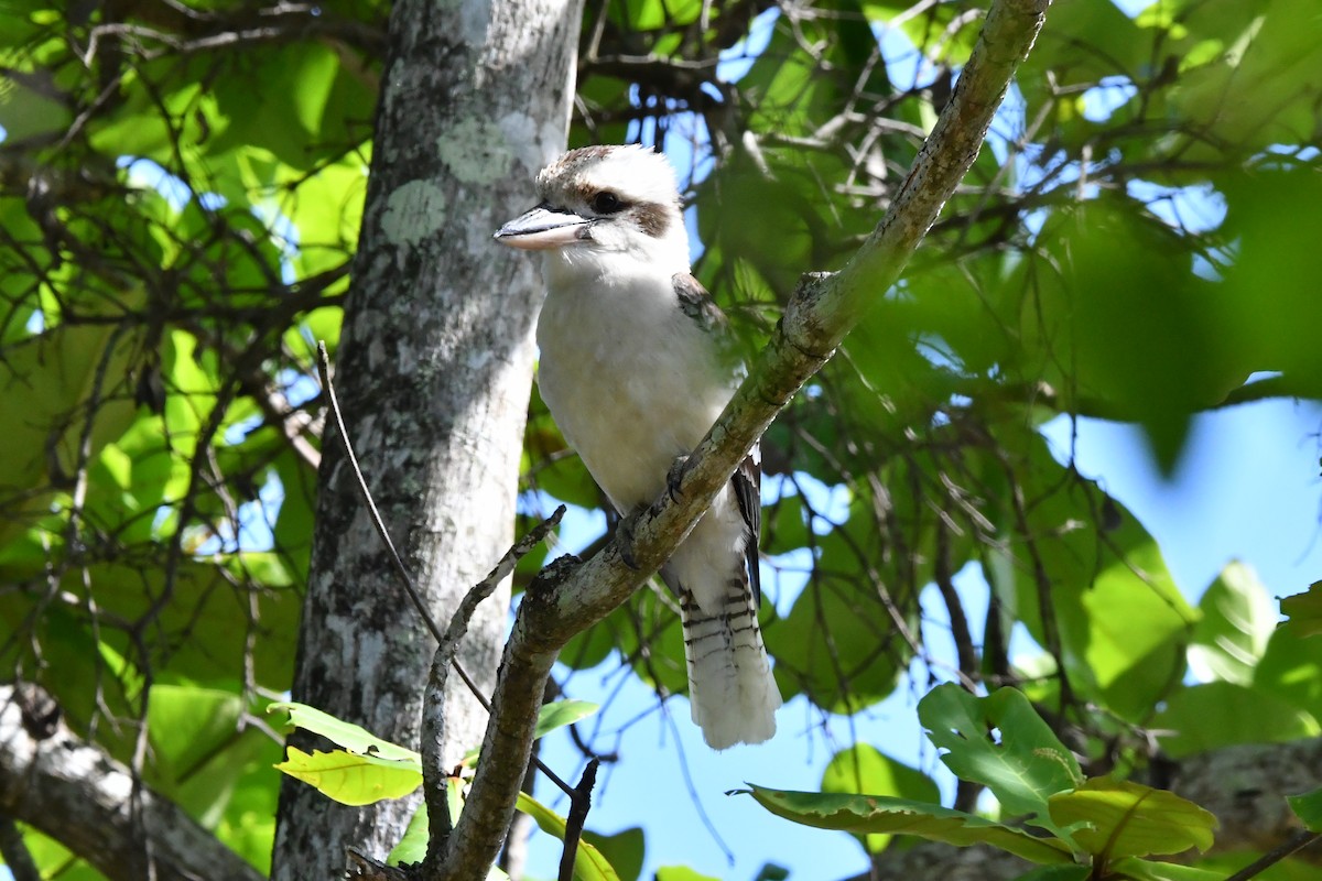 Cucaburra Común - ML644344089