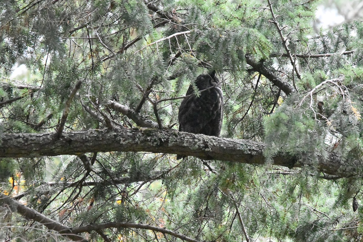 Búho Americano - ML644344095