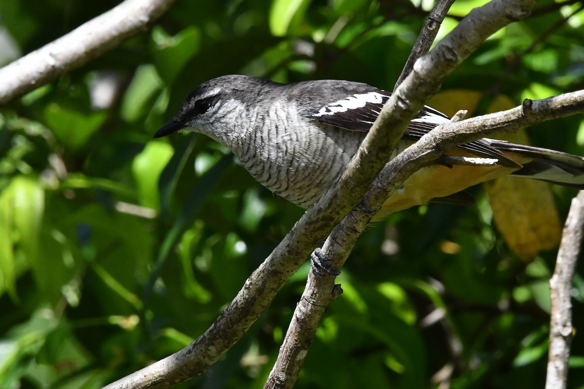 Oruguero Variable - ML644344098