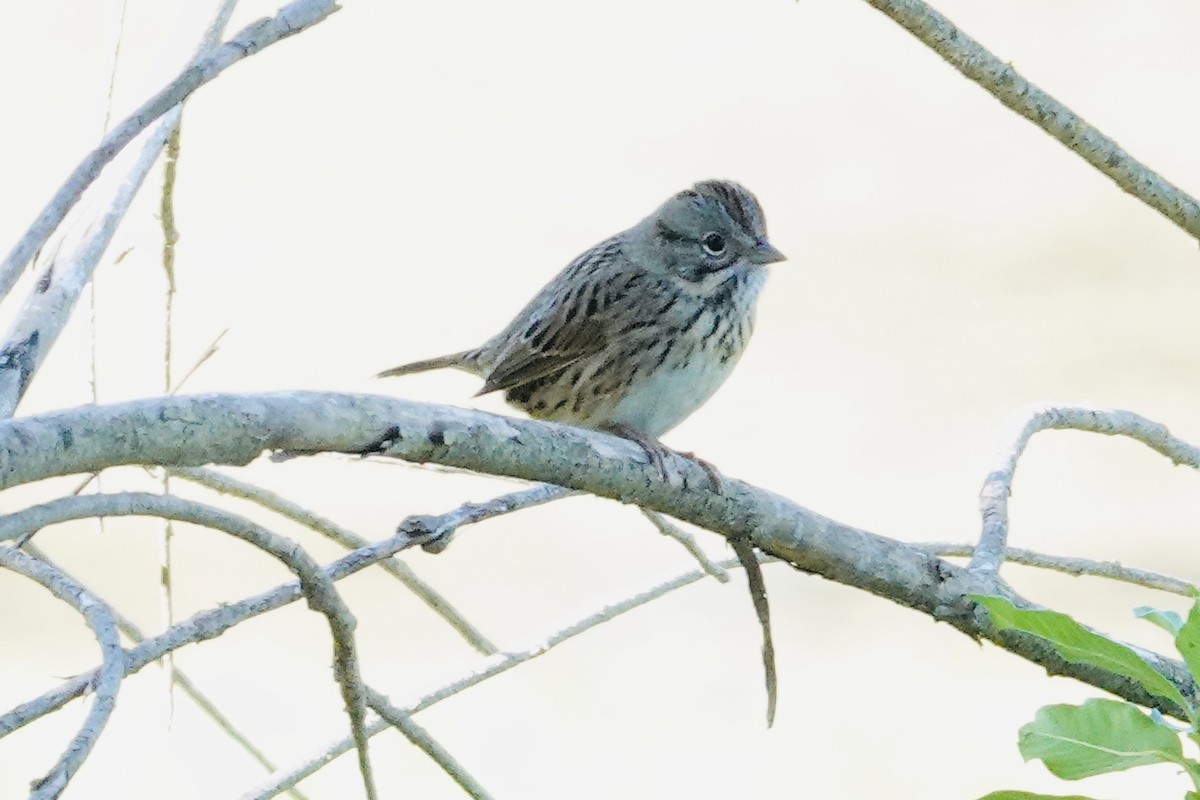 Chingolo de Lincoln - ML644344101