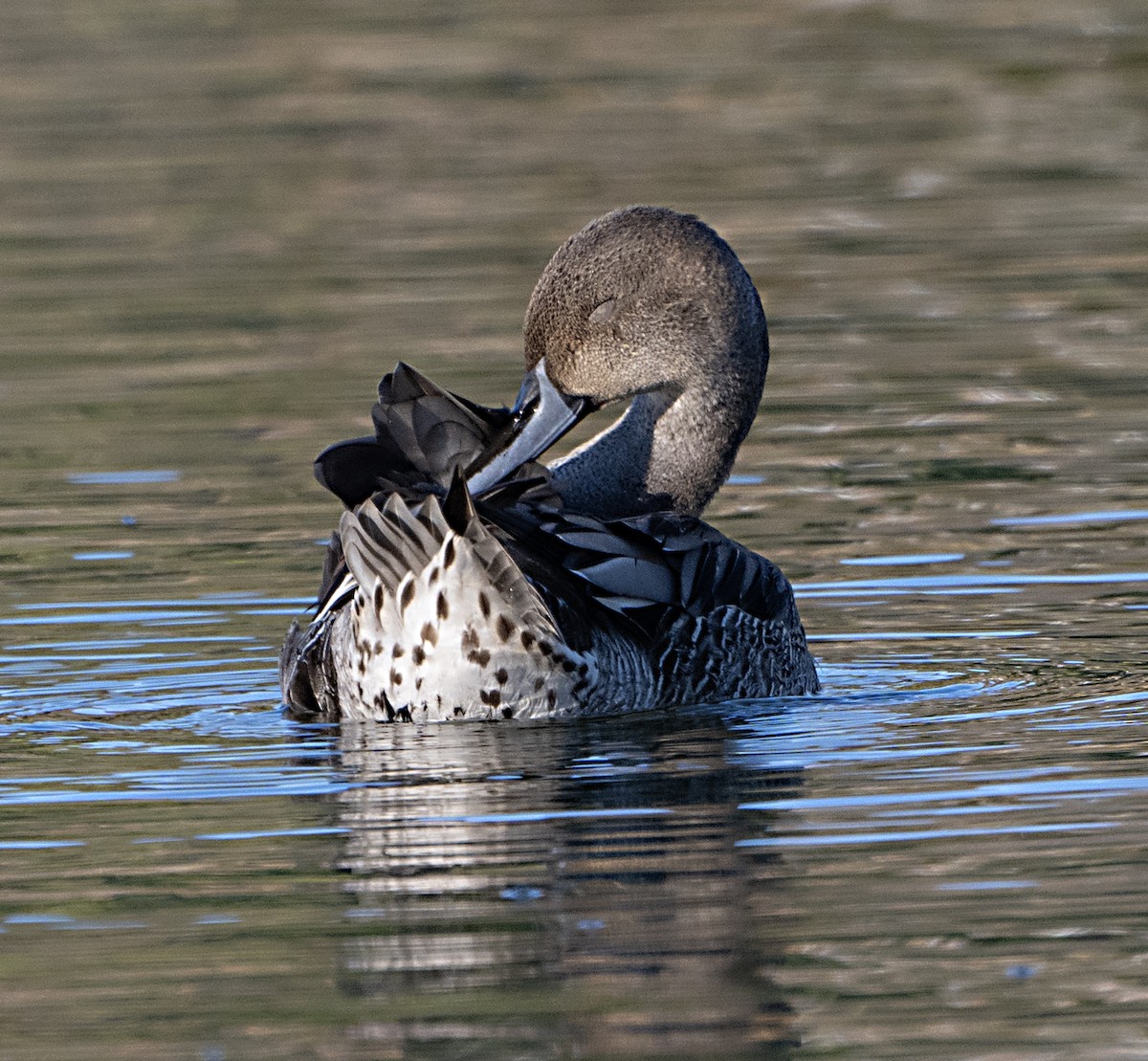 Ánade Rabudo - ML644344102