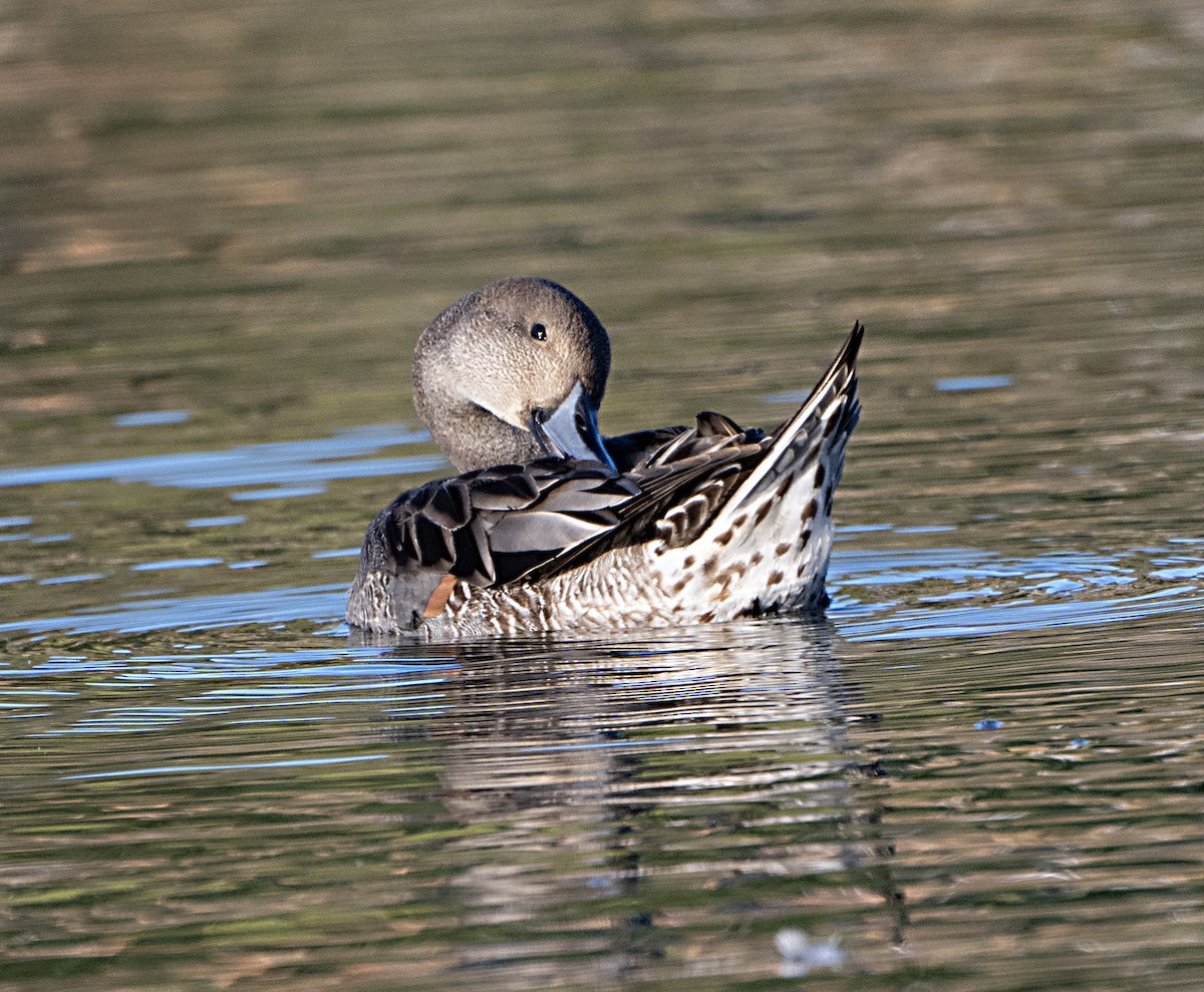 Ánade Rabudo - ML644344103