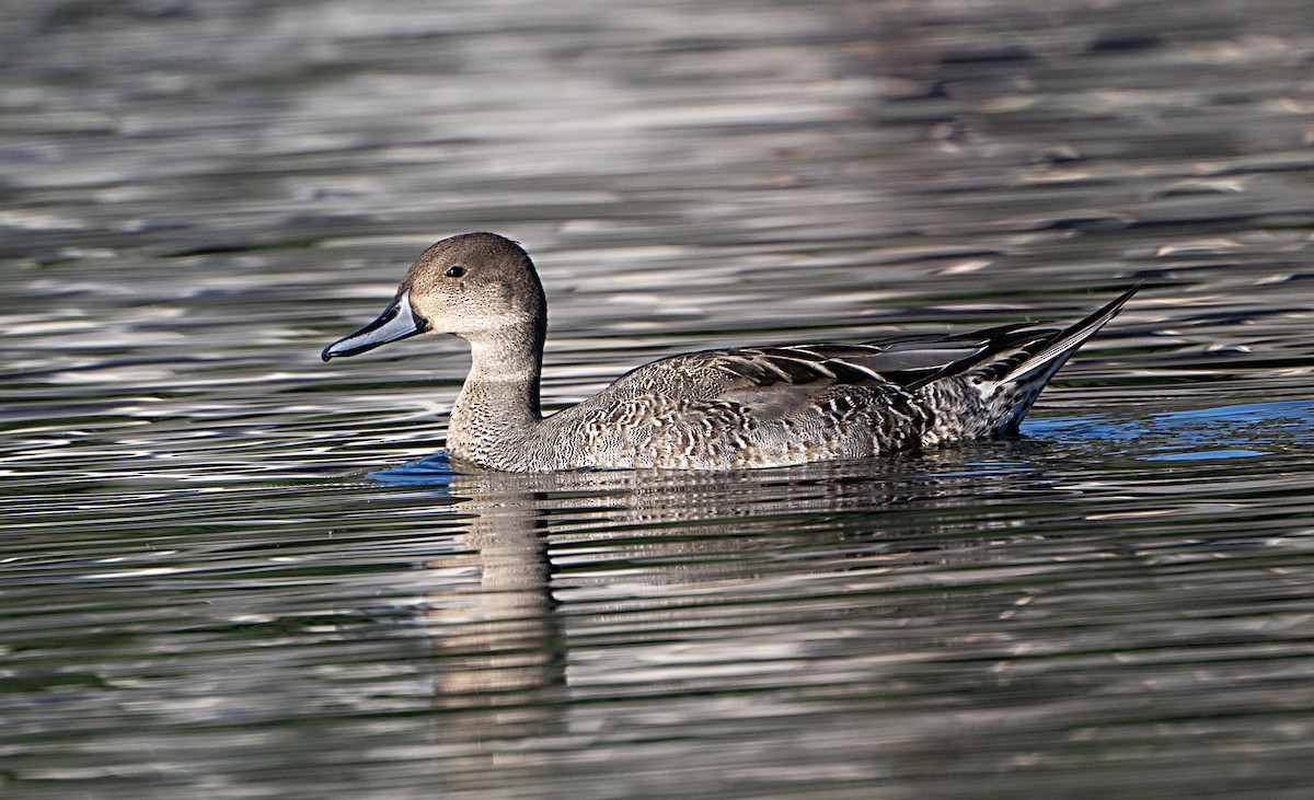 Ánade Rabudo - ML644344104