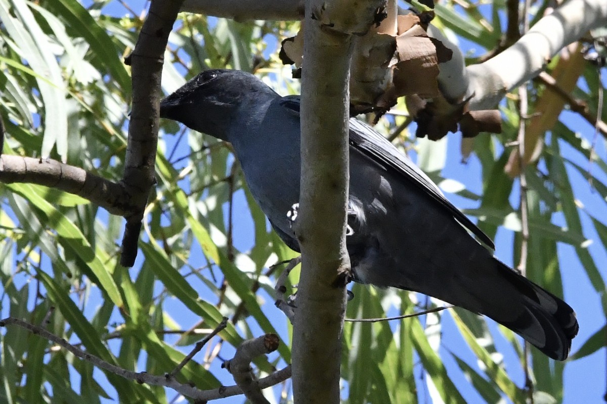 Oruguero Picofino - ML644344105