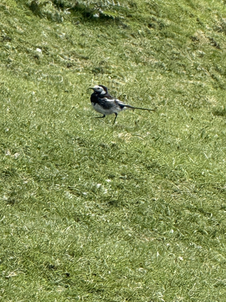 White Wagtail - ML644344106