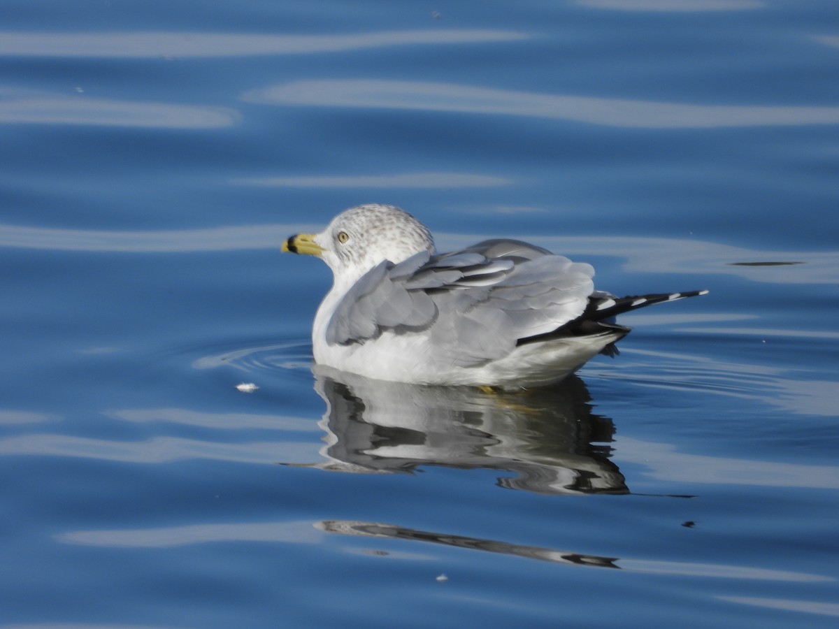 Gaviota de Delaware - ML644344107