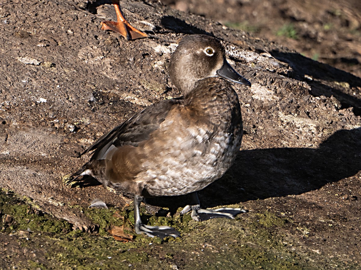 Porrón Acollarado - ML644344109