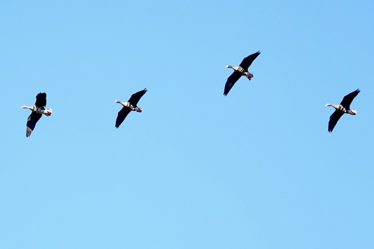 Ánsar Careto - ML644344110