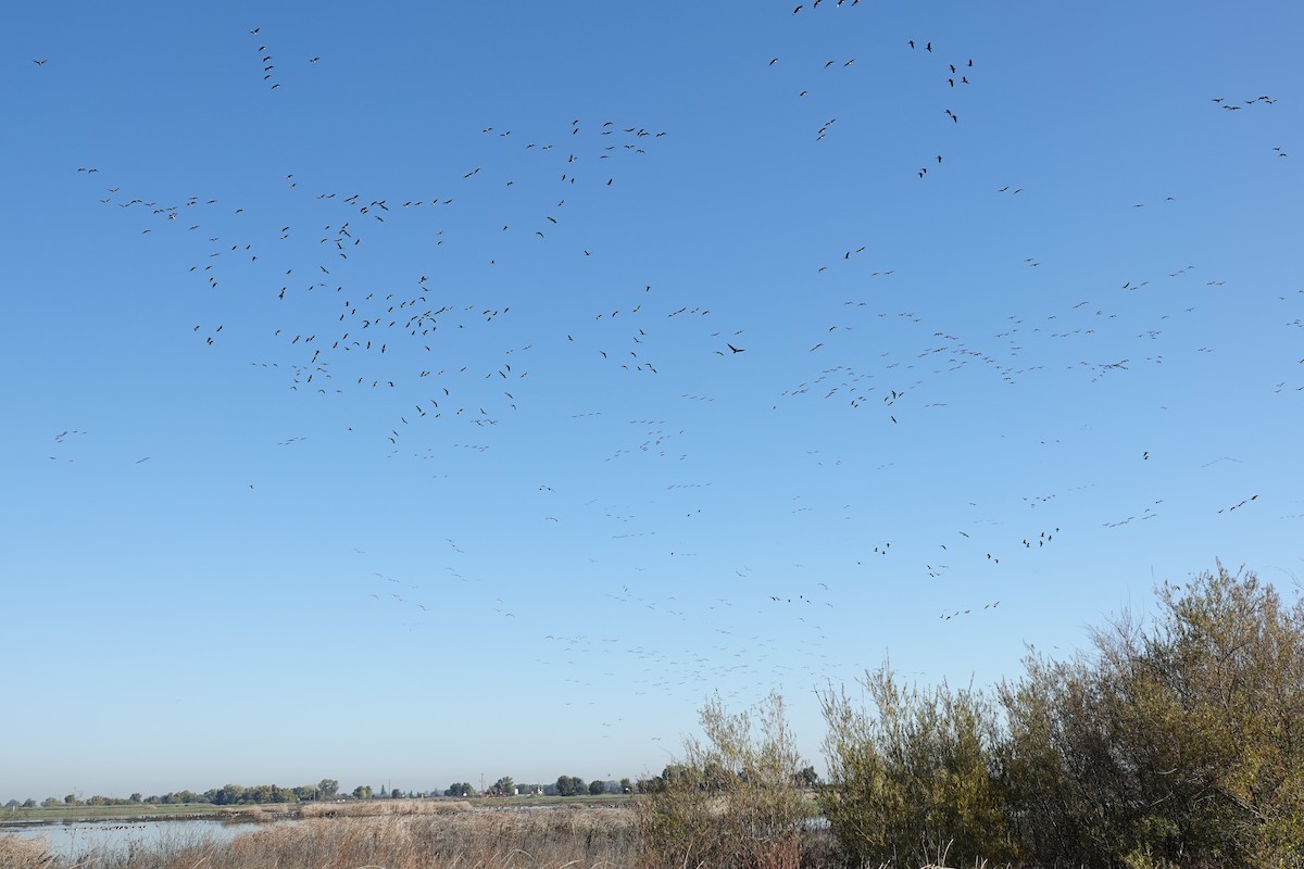 Ánsar Careto - ML644344111