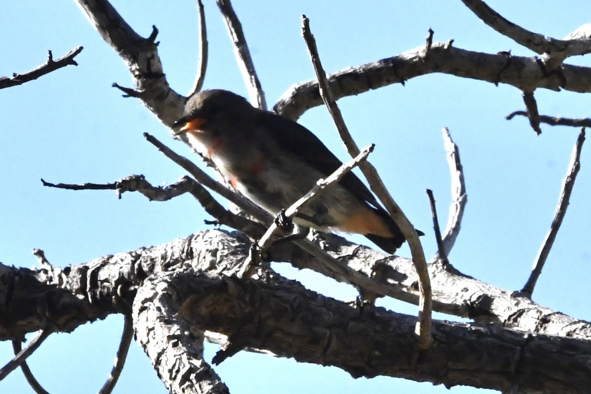 Picaflores Golondrina - ML644344113